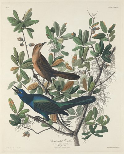 Csónakfarkú Grackle alkotó: Robert Havell after John James Audubon