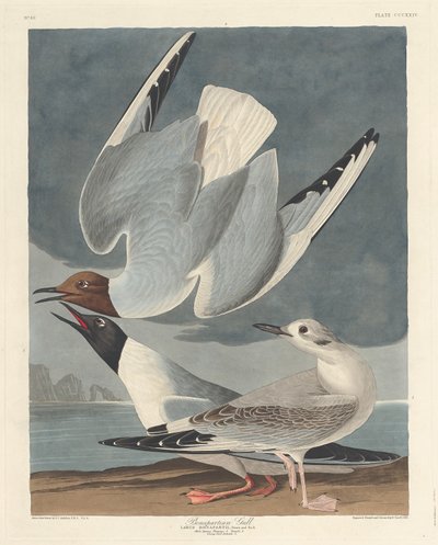 Bonaparti sirály alkotó: Robert Havell after John James Audubon