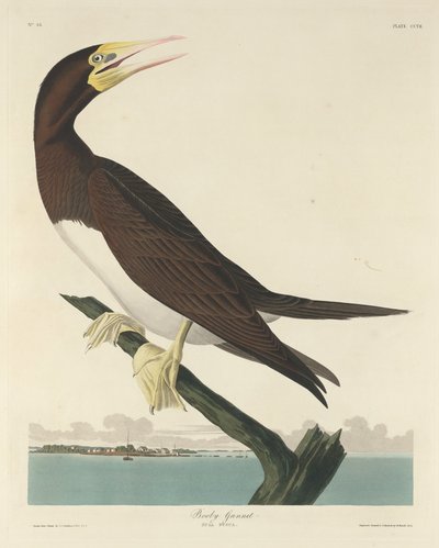 Bobby Gannett alkotó: Robert Havell after John James Audubon