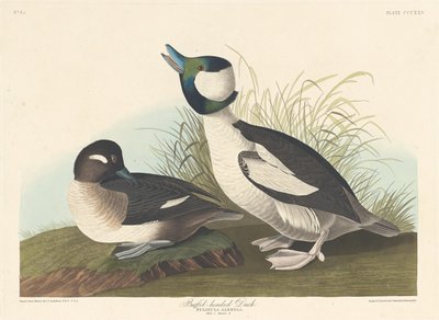Bölényfejű kacsa alkotó: Robert Havell after John James Audubon
