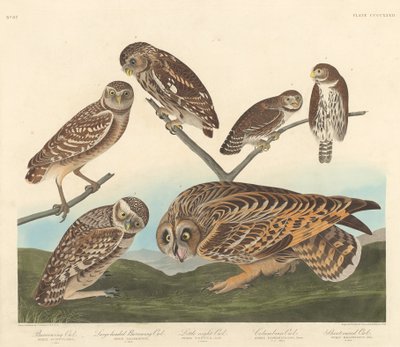 Burrow bagoly, nagyfejű barlangbagoly és kis éjszakai bagoly alkotó: Robert Havell after John James Audubon