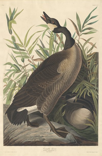 Kanadai lúd alkotó: Robert Havell after John James Audubon