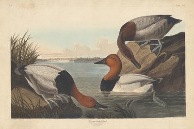 Vászonhátú kacsa alkotó: Robert Havell after John James Audubon