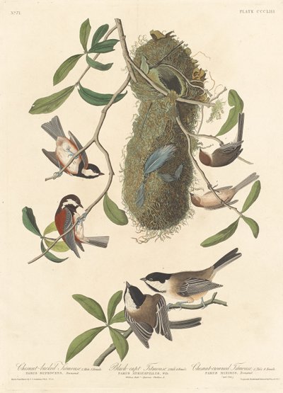 Gesztenyehátú cinege, fekete sapkás cinege és gesztenyekoronás cinege alkotó: Robert Havell after John James Audubon