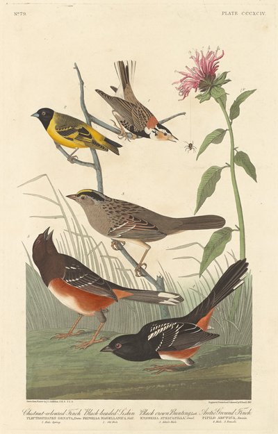 Gesztenye színű pinty, fekete fejű szijszi, fekete koronás sármány és sarkvidéki pinty alkotó: Robert Havell after John James Audubon