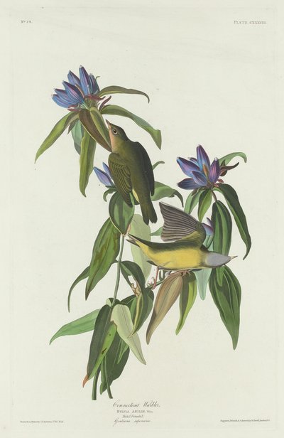 Connecticuti pacsirta alkotó: Robert Havell after John James Audubon