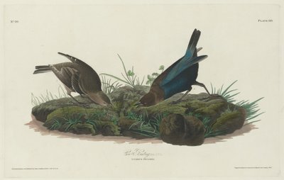 Tehénsármány alkotó: Robert Havell after John James Audubon