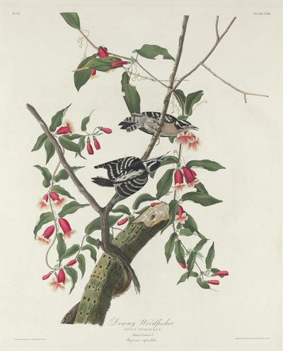 Molyhos harkály alkotó: Robert Havell after John James Audubon