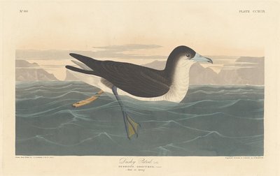 Alkonyat Petrel alkotó: Robert Havell after John James Audubon