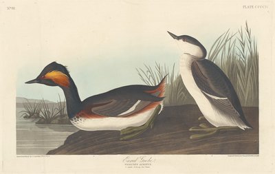 Fülű vöcsök alkotó: Robert Havell after John James Audubon