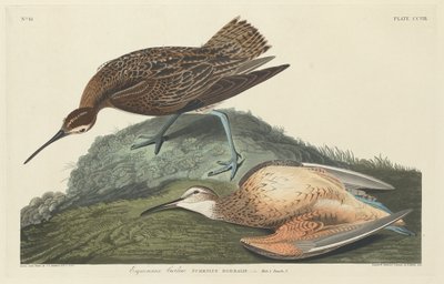 Curlew eszkimók alkotó: Robert Havell after John James Audubon