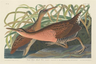 Édesvízi mocsári tyúk alkotó: Robert Havell after John James Audubon