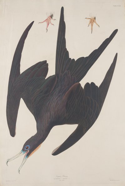 Pelikán fregatt alkotó: Robert Havell after John James Audubon