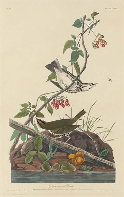 Aranykoronás rigó alkotó: Robert Havell after John James Audubon
