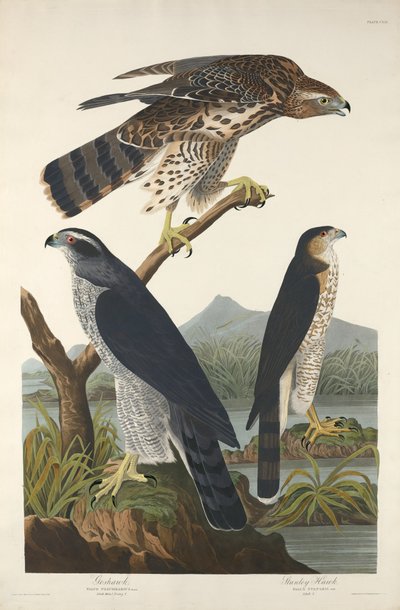 Goshawk és Stanley Hawk alkotó: Robert Havell after John James Audubon