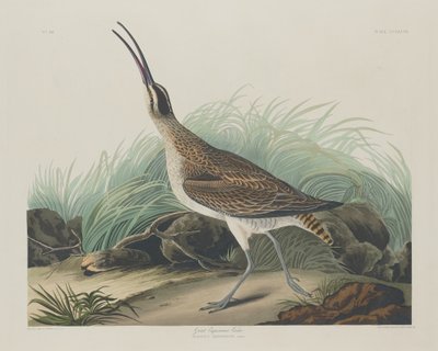 Nagy göndör eszkimók alkotó: Robert Havell after John James Audubon