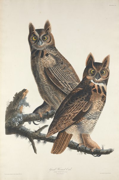 Nagy szarvas bagoly alkotó: Robert Havell after John James Audubon