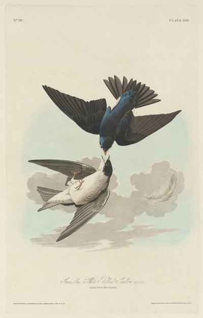 Zöld-kék vagy fehérhasú fecske alkotó: Robert Havell after John James Audubon
