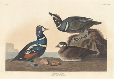 Harlekin kacsa alkotó: Robert Havell after John James Audubon