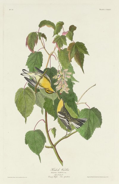 Hemlock poszáta alkotó: Robert Havell after John James Audubon