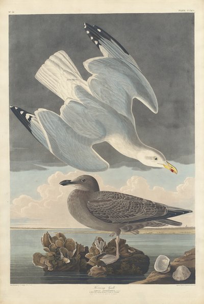 Heringsirály alkotó: Robert Havell after John James Audubon