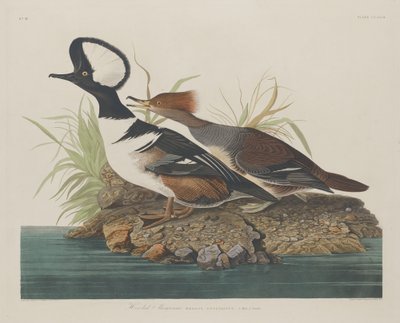Csuklyás Merganser alkotó: Robert Havell after John James Audubon