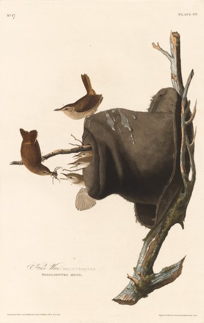Ház Wren alkotó: Robert Havell after John James Audubon
