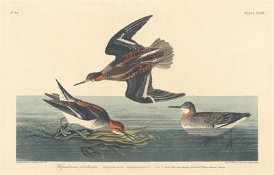 Hiperboreai Phalarope alkotó: Robert Havell after John James Audubon
