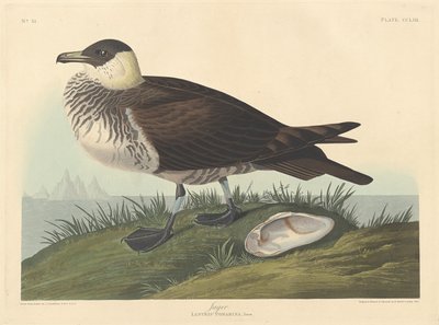 Jager alkotó: Robert Havell after John James Audubon
