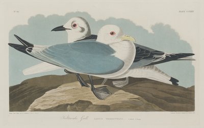 Kittiwake Gold alkotó: Robert Havell after John James Audubon