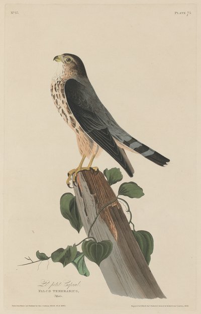 A kis tizedes alkotó: Robert Havell after John James Audubon