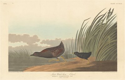Legkevésbé víz-tyúk alkotó: Robert Havell after John James Audubon
