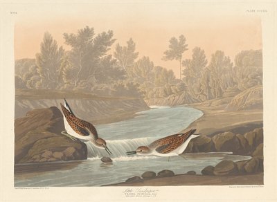 Kis Sandpiper alkotó: Robert Havell after John James Audubon