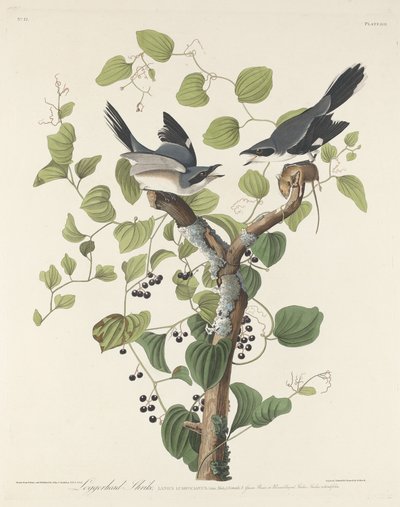 Loggerhead Shrike alkotó: Robert Havell after John James Audubon