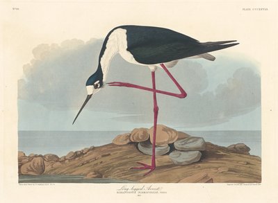 Hosszú lábú Avocet alkotó: Robert Havell after John James Audubon