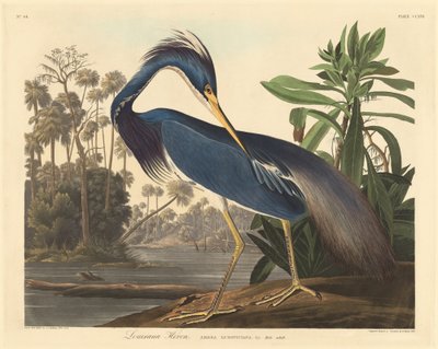 Louisiana Heron alkotó: Robert Havell after John James Audubon