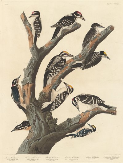 Mária harkálya alkotó: Robert Havell after John James Audubon