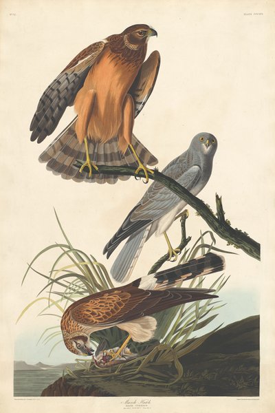 Marsh Hawk alkotó: Robert Havell after John James Audubon