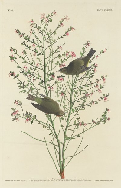 Narancskoronás pacsirta alkotó: Robert Havell after John James Audubon
