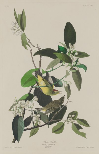 Pálmakacska alkotó: Robert Havell after John James Audubon
