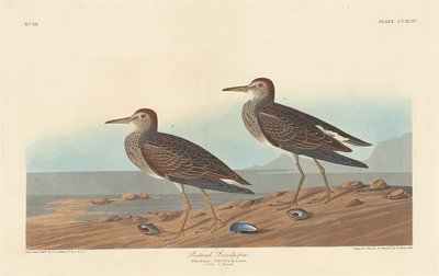 Mellkasi csikó alkotó: Robert Havell after John James Audubon