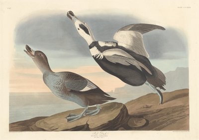 Piros kacsa alkotó: Robert Havell after John James Audubon