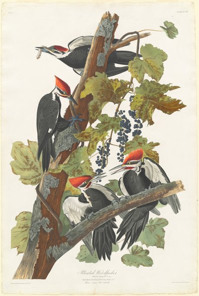 halmozott harkály alkotó: Robert Havell after John James Audubon