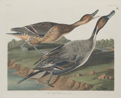 Pin-farkú kacsa alkotó: Robert Havell after John James Audubon