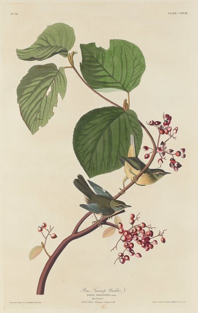 Fenyőmocsári poszáta alkotó: Robert Havell after John James Audubon
