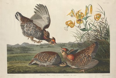 Pinnated Grouse alkotó: Robert Havell after John James Audubon