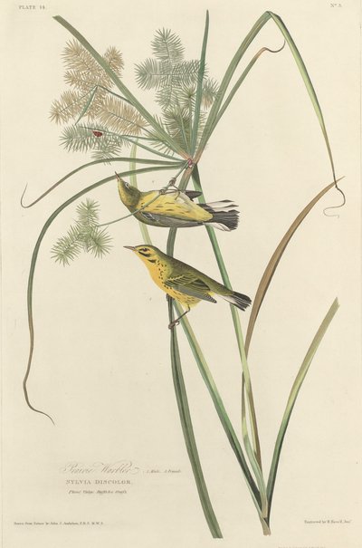 Préri poszáta alkotó: Robert Havell after John James Audubon