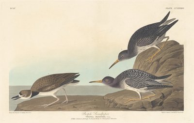 Purple Sandpiper alkotó: Robert Havell after John James Audubon