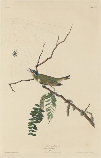 Vörösszemű Vireo alkotó: Robert Havell after John James Audubon