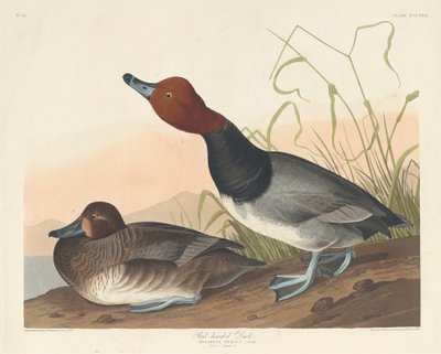 Vörösfejű kacsa alkotó: Robert Havell after John James Audubon